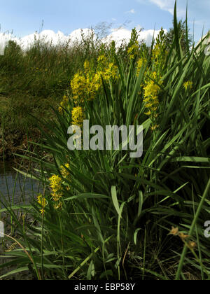 Bog asphodel (Narthecium ossifragum), fioritura, in Germania, in Renania settentrionale-Vestfalia Foto Stock