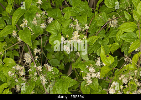 I viaggiatori di gioia, di vecchio uomo con la barba (Clematis vitalba), fioritura, Germania Foto Stock