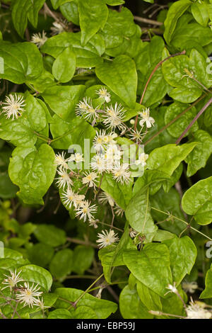 I viaggiatori di gioia, di vecchio uomo con la barba (Clematis vitalba), fioritura, Germania Foto Stock