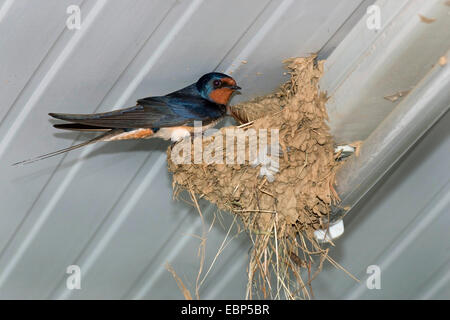 Barn swallow (Hirundo rustica), inghiottire nel nido, Grecia Foto Stock