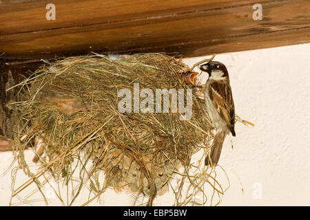 Casa passero (Passer domesticus), maschio al nido alimentando i capretti, Grecia Foto Stock