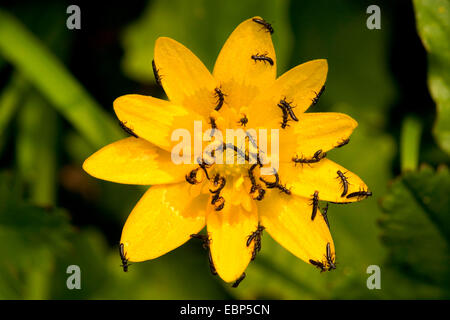 Lesser celandine, fig-burro di radice-cup (Ranunculus ficaria, Ficaria verna), unico fiore con insetti, GERMANIA Baden-Wuerttemberg Foto Stock