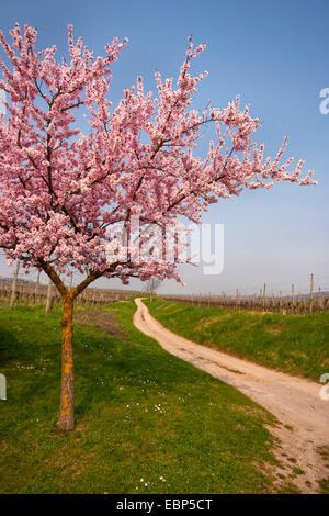 Mandorla amara (Prunus amygdalus), mandorli in fiore in corrispondenza di un percorso di campo, GERMANIA Baden-Wuerttemberg, Kaiserstuhl Foto Stock