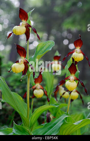 Varietà di orchidee viola (Cypripedium calceolus), piante in fiore, Germania Foto Stock