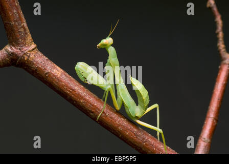 Gigantesca mantide asiatici (Hierodula patellifera), su un ramo Foto Stock