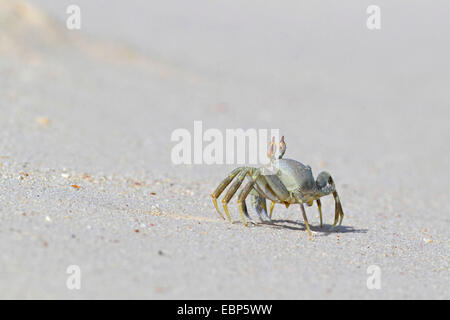 Il granchio fantasma, fiddler crab (Ocypodidae), giovane animale in esecuzione sulla spiaggia, Seychelles, Bird Island Foto Stock