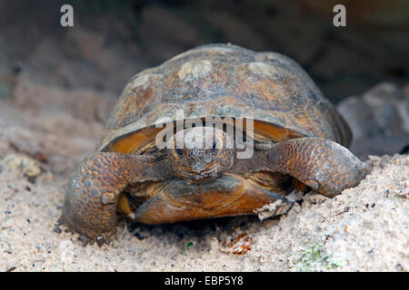 Gopher tartaruga, Florida gopher tartaruga (Gopherus polyphemus), seduta nella sabbia, STATI UNITI D'AMERICA, Florida Foto Stock