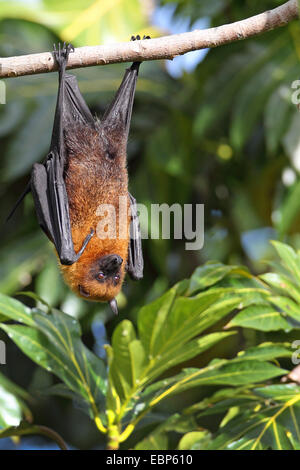 Seychelles flying fox, frutto delle seychelles bat (Pteropus seychellensis), appeso a un albero, Seychelles, Mahe Foto Stock