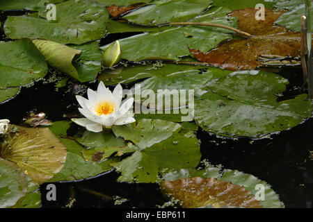 White ninfea bianca (Nymphaea nouchali), noto anche come la stella lotus presso lo Zoo di Berlino, Germania. Foto Stock