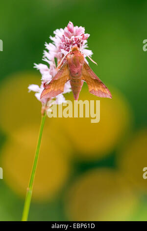 Piccolo elefante (hawkmoth Deilephila porcellus), aspirando a prato bistort, Polygonum bistorta, in Germania, in Renania Palatinato Foto Stock