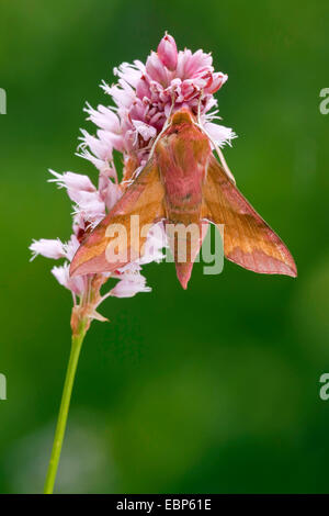 Piccolo elefante (hawkmoth Deilephila porcellus), aspirando a prato bistort, Polygonum bistorta, in Germania, in Renania Palatinato Foto Stock