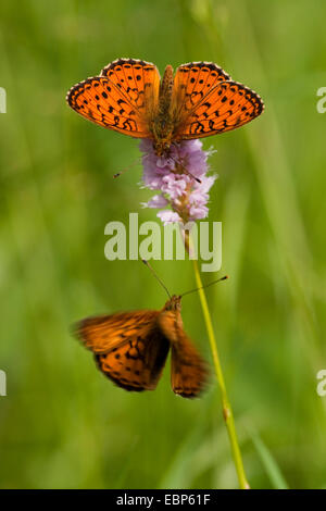 Minore fritillary in marmo (Brenthis ino), seduti a un prato bistort, Polygonum bistorta, in Germania, in Renania Palatinato Foto Stock