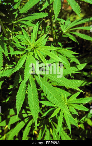 Canapa Indiana, marijuana, Mary Jane (Cannabis sativa), foglie Foto Stock