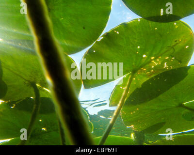 Ninfea bianca, white pond lily (Nymphaea alba), lascia flottante dal di sotto, Germania Foto Stock