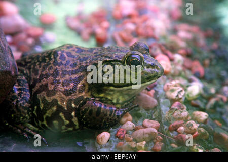 Bullfrog, American bullfrog (Rana catesbeiana), siede su ciottoli sulla riva, STATI UNITI D'AMERICA, Florida, Homosassa Foto Stock