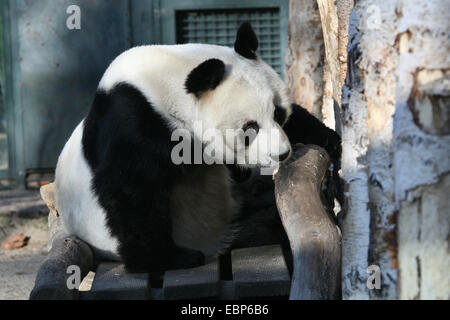 Panda gigante (Ailuropoda melanoleuca) chiamato Bao Bao presso lo Zoo di Berlino, Germania. Foto Stock