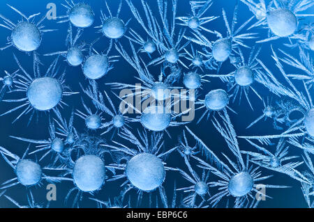 Fiori di ghiaccio su una finestra Foto Stock