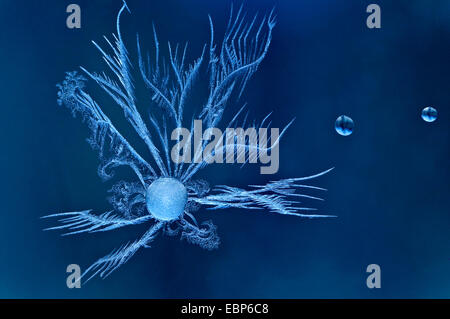 Fiori di ghiaccio su una finestra Foto Stock
