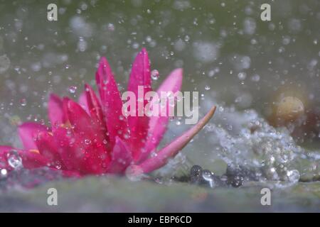 Ninfee pond lily (Nymphaea spec.), due fiori di colore rosa con gocce d'acqua Foto Stock