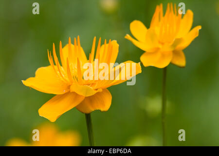 Globeflower cinese, Orange globe flower (Trollius chinensis), fiore Foto Stock