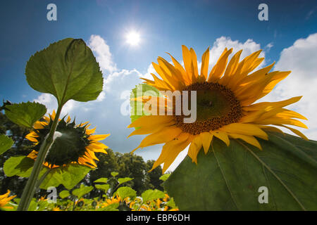 Comune di girasole (Helianthus annuus), vista al cielo da al di fuori di un campo di semi di girasole di fiori sotto il sole, Germania, Sassonia Foto Stock