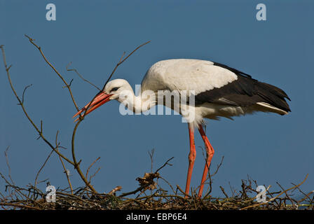 Cicogna bianca (Ciconia ciconia), la costruzione di un nido, in Germania, in Renania settentrionale-Vestfalia Foto Stock