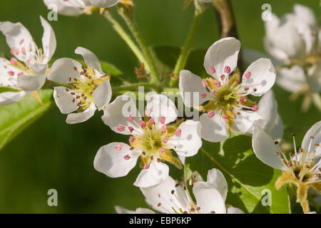 La pera comune (Pyrus communis), fiori Foto Stock