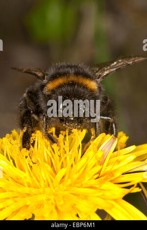 Buff-tailed Bumble Bee (Bombus terrestris), la ricerca di nettare su un dente di leone, Germania Foto Stock