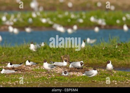 A testa nera (gabbiano Larus ridibundus, Chroicocephalus ridibundus), colonia nidificazione, Paesi Bassi, Texel Foto Stock