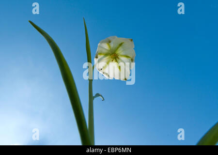 Il simbolo del fiocco di neve di primavera (Leucojum vernum), fiore dal di sotto, Germania Foto Stock