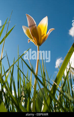 Dasystemon Tulip (Tulipa tarda), che fiorisce in un prato Foto Stock