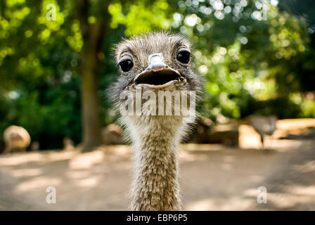 Immagine di un felice e molto curioso struzzo allo zoo di Francoforte am Main, Germania. Foto Stock