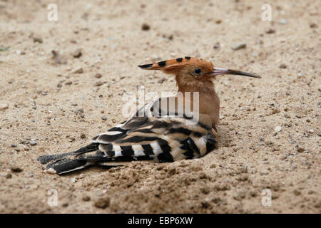 Upupa (Upupa epops) a Dvur Kralove Zoo in Boemia orientale, Repubblica Ceca. Foto Stock