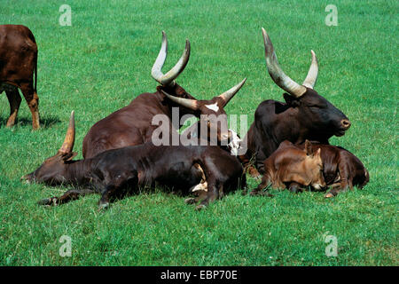 Watusi bovini (Bos taurus africanus) a Dvur Kralove Zoo in Boemia orientale, Repubblica Ceca. Foto Stock