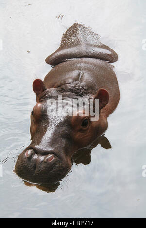 Ippopotamo (Hippopotamus amphibius) presso lo Zoo di Dusit a Bangkok, in Thailandia. Foto Stock