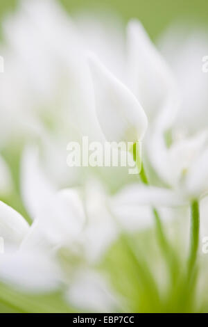 Ramsons (Allium ursinum), fioritura, GERMANIA Baden-Wuerttemberg Foto Stock