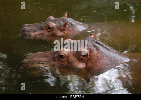Due ippopotami (Hippopotamus amphibius) presso lo Zoo di Dusit a Bangkok, in Thailandia. Foto Stock