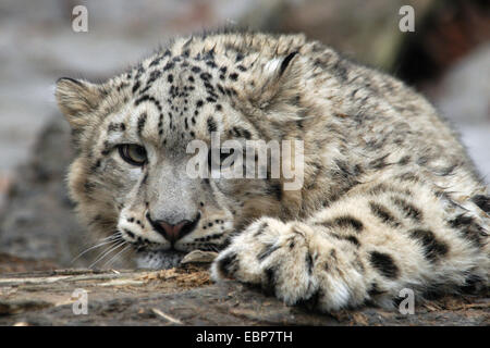 Snow Leopard (Panthera uncia) a Jihlava Zoo in Boemia orientale, Repubblica Ceca. Foto Stock