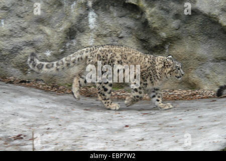 Snow Leopard (Panthera uncia) a Jihlava Zoo in Boemia orientale, Repubblica Ceca. Foto Stock