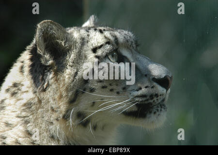 Snow Leopard (Panthera uncia) a Jihlava Zoo in Boemia orientale, Repubblica Ceca. Foto Stock