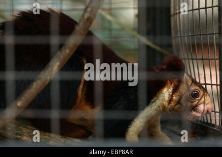 Il gigante indiano scoiattolo (Ratufa indica), noto anche come il Malabar scoiattolo gigante presso la centrale di Zoo in Kathmandu, Nepal. Foto Stock