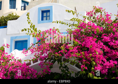 Imerovigli, Santorini, Egeo Meridionale, Grecia. Tipico blu e bianco casa di villaggio coperto in rosa bougainvillea. Foto Stock