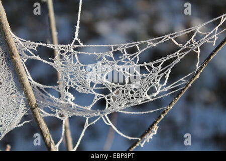 Pizzo rivestimento bianco inverno rime di web spider appendere su aste Foto Stock