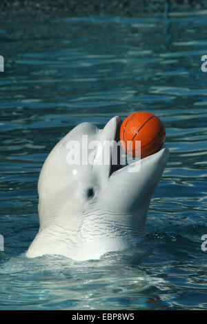 Il Beluga whale (Delphinapterus leucas) gioca a basket a Zoo di Mosca, Russia. Foto Stock