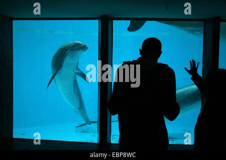 Visitatori guardare i delfini a Zoo di Norimberga in Baviera, Germania. Foto Stock