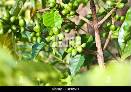 Il verde di bacche di caffè in una piantagione (Etiopia) Foto Stock