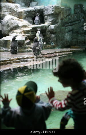 I giovani visitatori guardano i pinguini Humboldt (Spheniscus Humboldti), noto anche come i pinguini cileno presso lo Zoo di Praga, Repubblica Ceca. Foto Stock