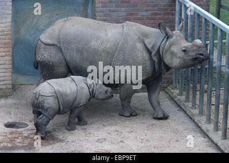 Il rinoceronte indiano (Rhinoceros unicornis) con un vitello. Foto Stock