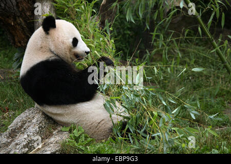 Panda gigante (Ailuropoda melanoleuca) mangia bamboo presso lo Zoo di Schonbrunn a Vienna, Austria. Foto Stock