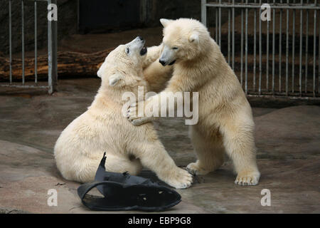 Due polar bear cubs (Ursus maritimus) gioca a Zoo di Schonbrunn a Vienna, Austria. Foto Stock